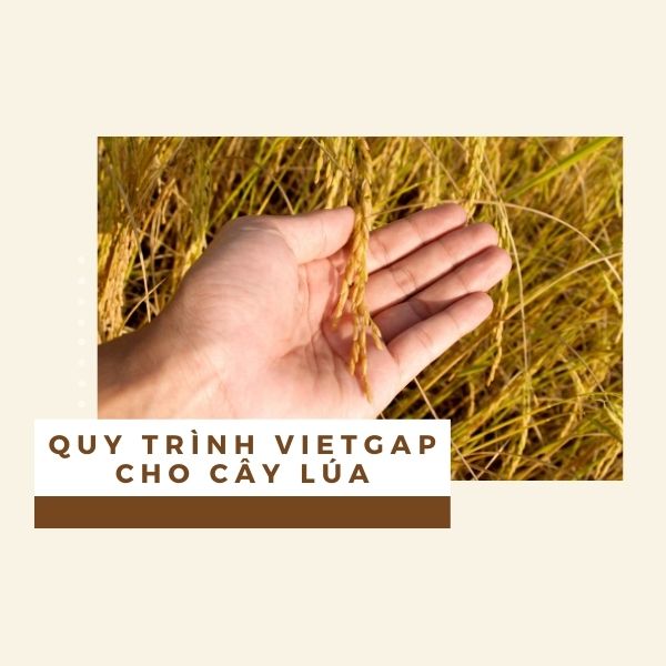 Quy trình VietGAP cho cây lúa
